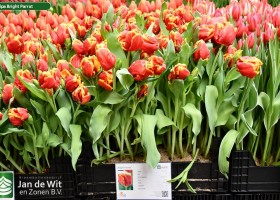 Tulipa Bright Parrot (1)